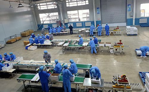 吉林省多措并舉助力農業龍頭企業復工復產，優化辦公服務護航春耕生產